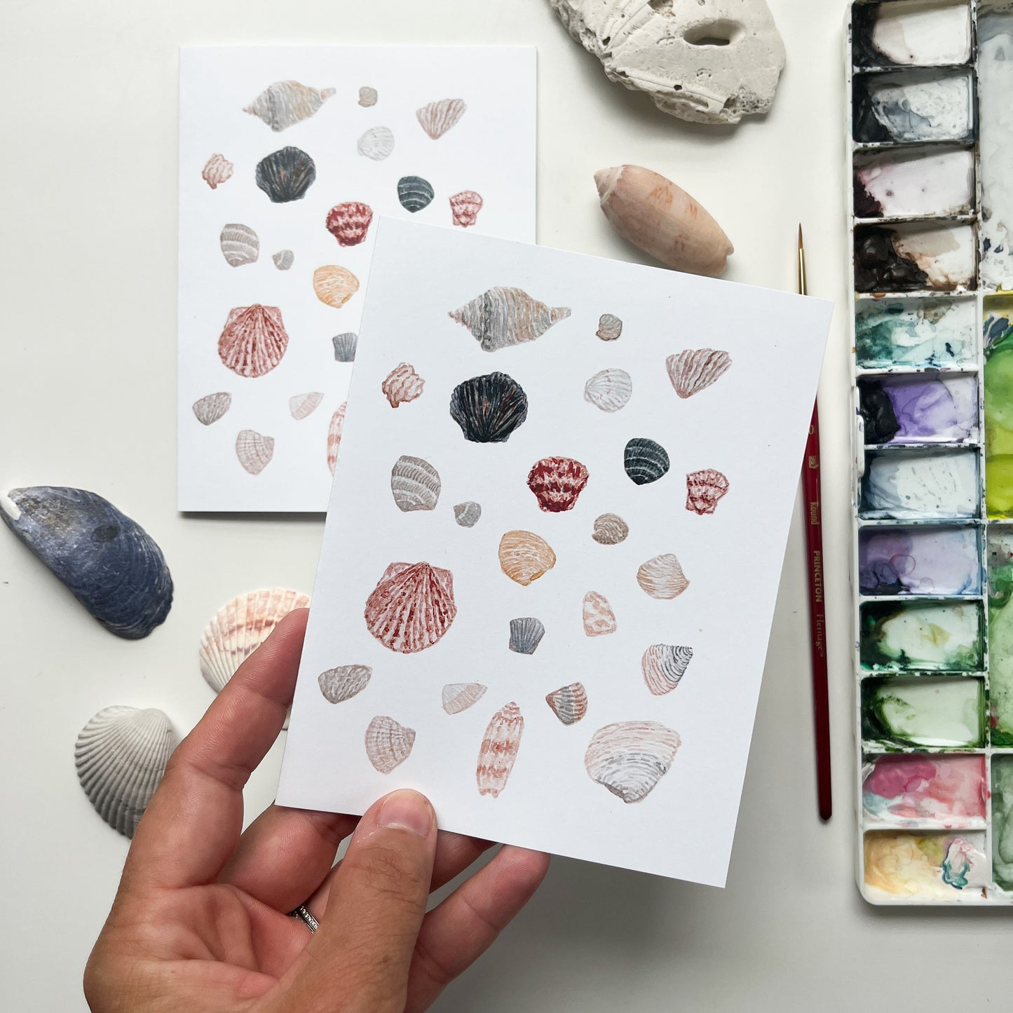 Seashell Collection Note Cards